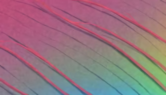 Colorful Curves Colorful Curves
