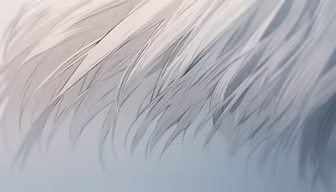 Whispers of White Whispers of White