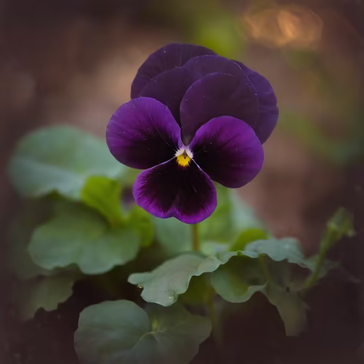 Purple Pansy
