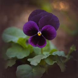 Purple Pansy