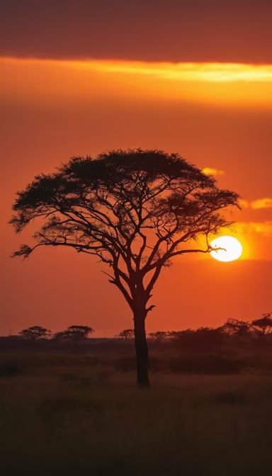 African Sunset African Sunset