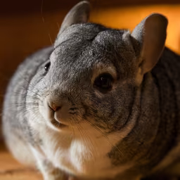 Chinchilla Charm Chinchilla Charm