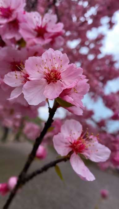Spring Blossom