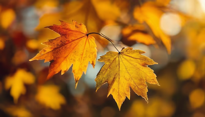 Autumn Serenity