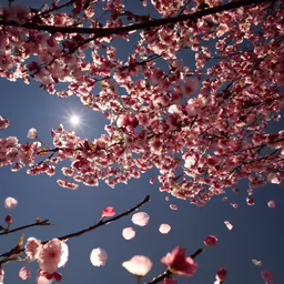 Cherry Blossom Dreams Cherry Blossom Dreams