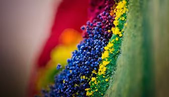 Floral Spectrum Floral Spectrum