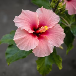 Hibiscus Bloom Hibiscus Bloom