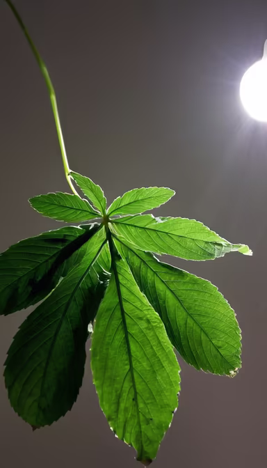 Green Leaf Green Leaf