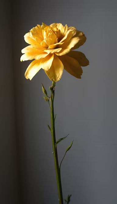 Golden Bloom Golden Bloom