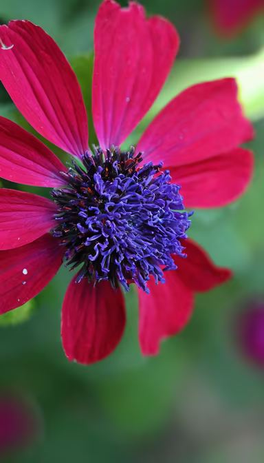 Crimson Bloom