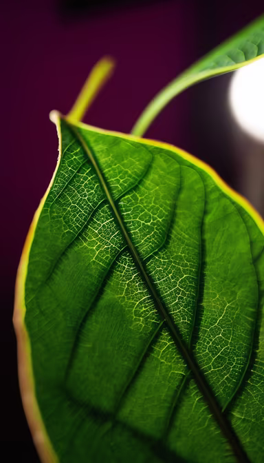 Leaf Veins Leaf Veins