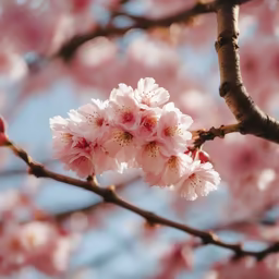 Spring Blossom Spring Blossom