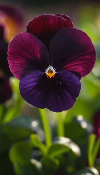 Velvet Pansy Velvet Pansy
