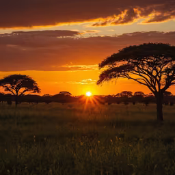 African Sunset