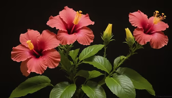 Hibiscus Bloom Hibiscus Bloom
