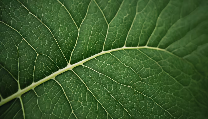 Leaf Veins