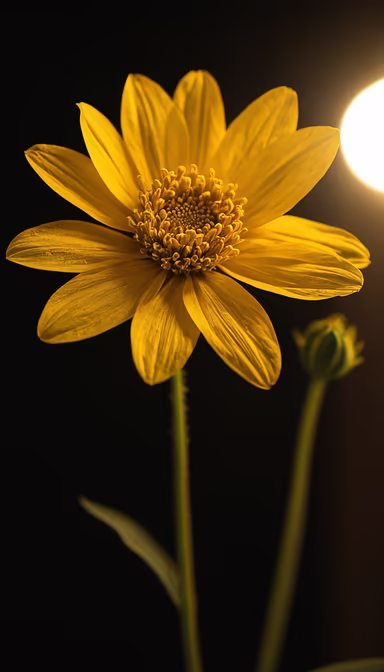 Golden Bloom