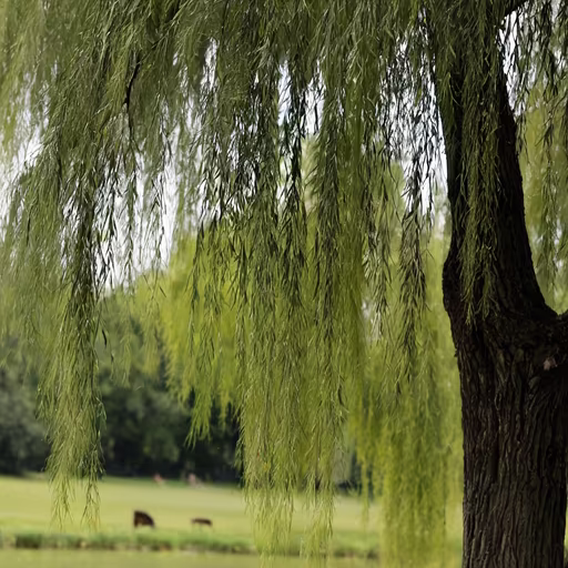Willow's Whisper