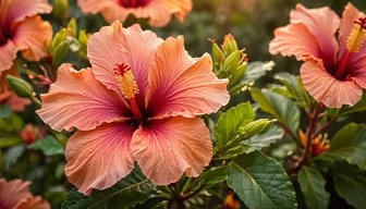 Hibiscus Bloom
