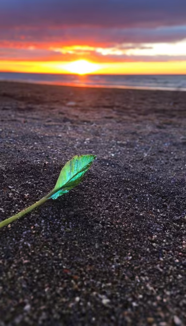 Beach Serenity