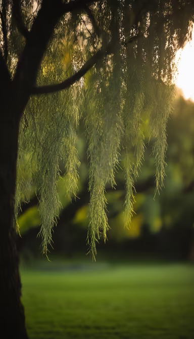 Whispers of the Willow