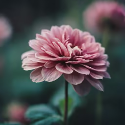 Pink Dahlia Dream Pink Dahlia Dream