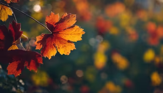 Autumn's Embrace Autumn's Embrace