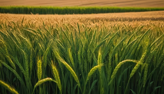 Fields of Gold Fields of Gold