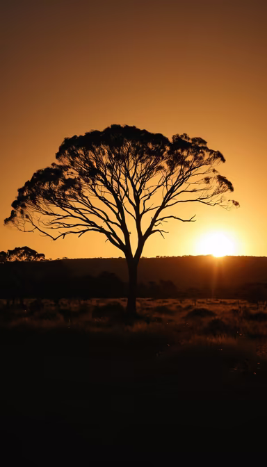 Sunset Silhouette Sunset Silhouette