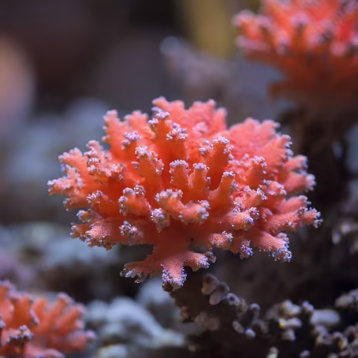 Coral Beauty