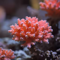 Coral Beauty