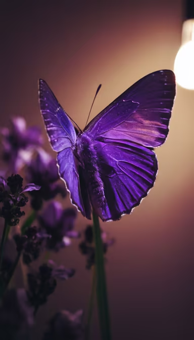 Purple Majesty Purple Majesty