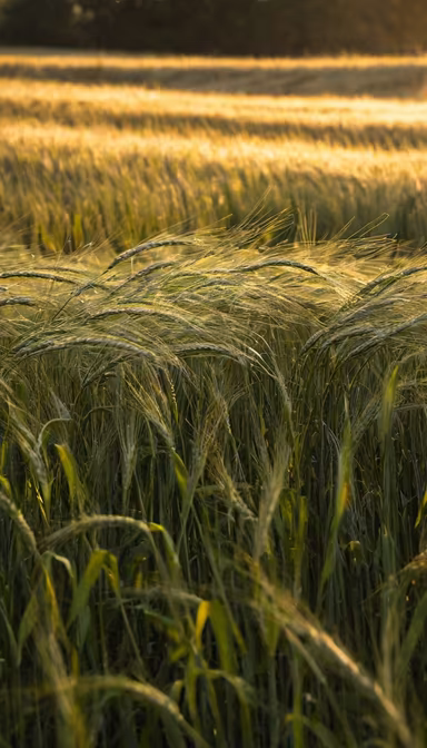 Golden Wheat Field Golden Wheat Field