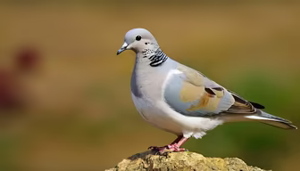 Eurasian Collared Dove