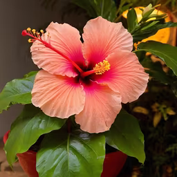 Hibiscus Bloom