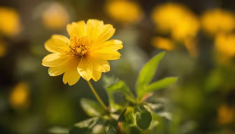 Golden Bloom