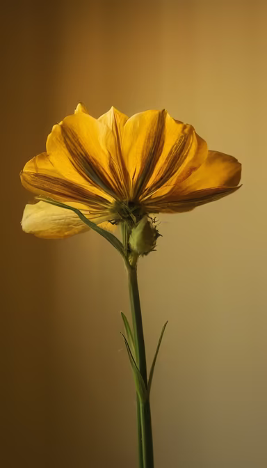 Golden Bloom Golden Bloom