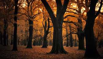 Autumnal Forest