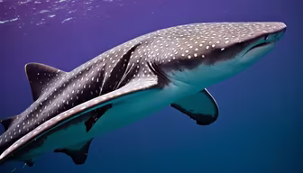 Gentle Giant Gentle Giant
