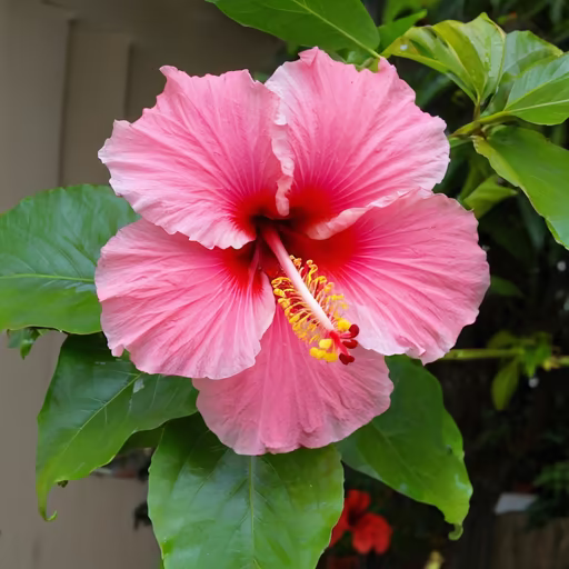 Hibiscus Bloom