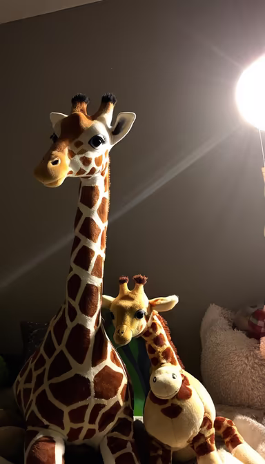 Giraffe Family Giraffe Family