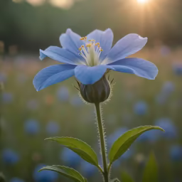 Blue Poppy Dream
