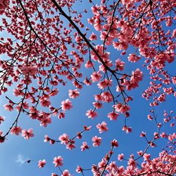 Cherry Blossom Season Cherry Blossom Season