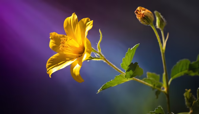 Golden Bloom