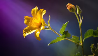 Golden Bloom Golden Bloom