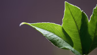 Green Leaf Green Leaf