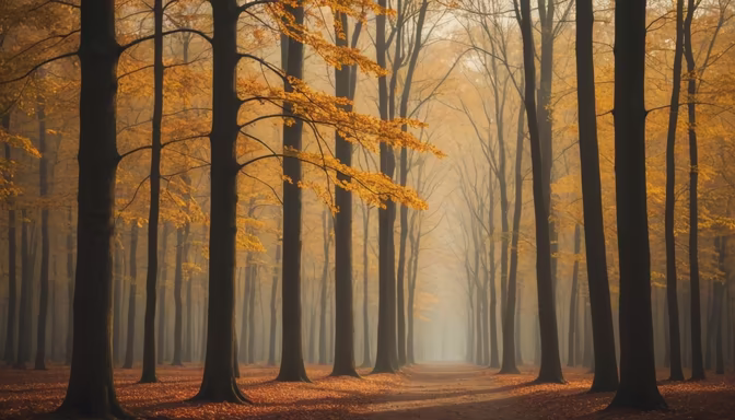 Autumnal Serenity