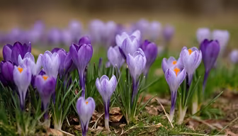 Crocus Blooms