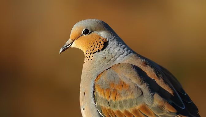 Mourning Dove