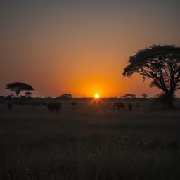 African Sunset African Sunset